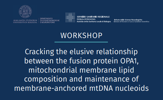 Cracking the elusive relationship between the fusion protein OPA1, mitochondrial membrane lipid composition and maintenance of membrane-anchored mtDNA nucleoids