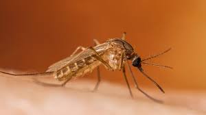 L’Emilia-Romagna alza il livello di prevenzione per il virus West Nile in alcune province